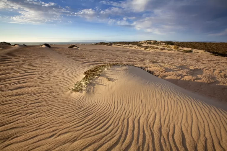 California Coastal Sand dunes 768x512