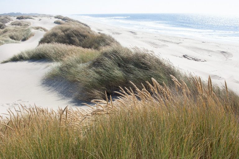 oregon dunes 20232 768x512