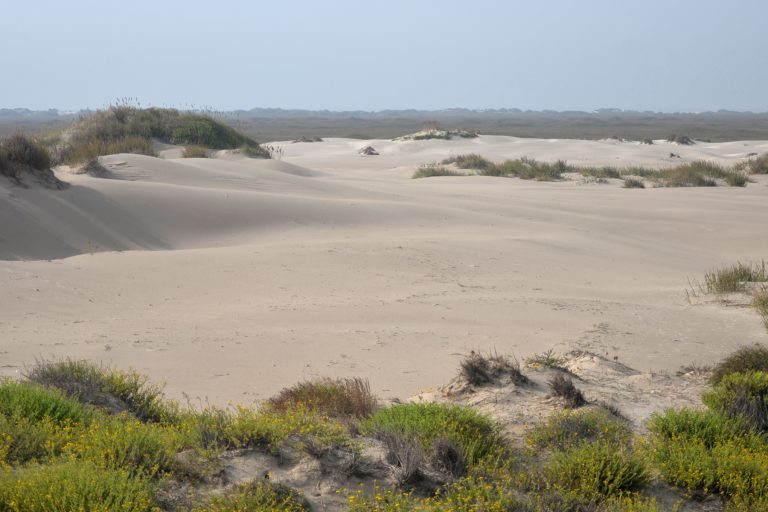 Padre Island National Seashore interior island dunes 768x512