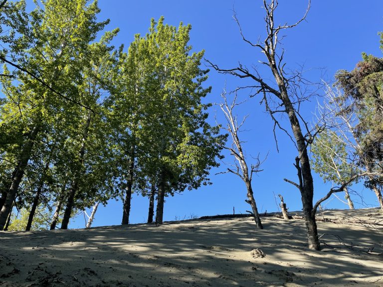 Forest Sand Dune 768x576