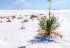 Rebecca Latson White Sands National Park