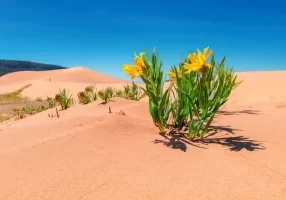TAL-coral-pink-sand-dunes-state-park