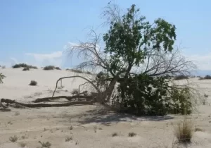 White-Sands-tree-1